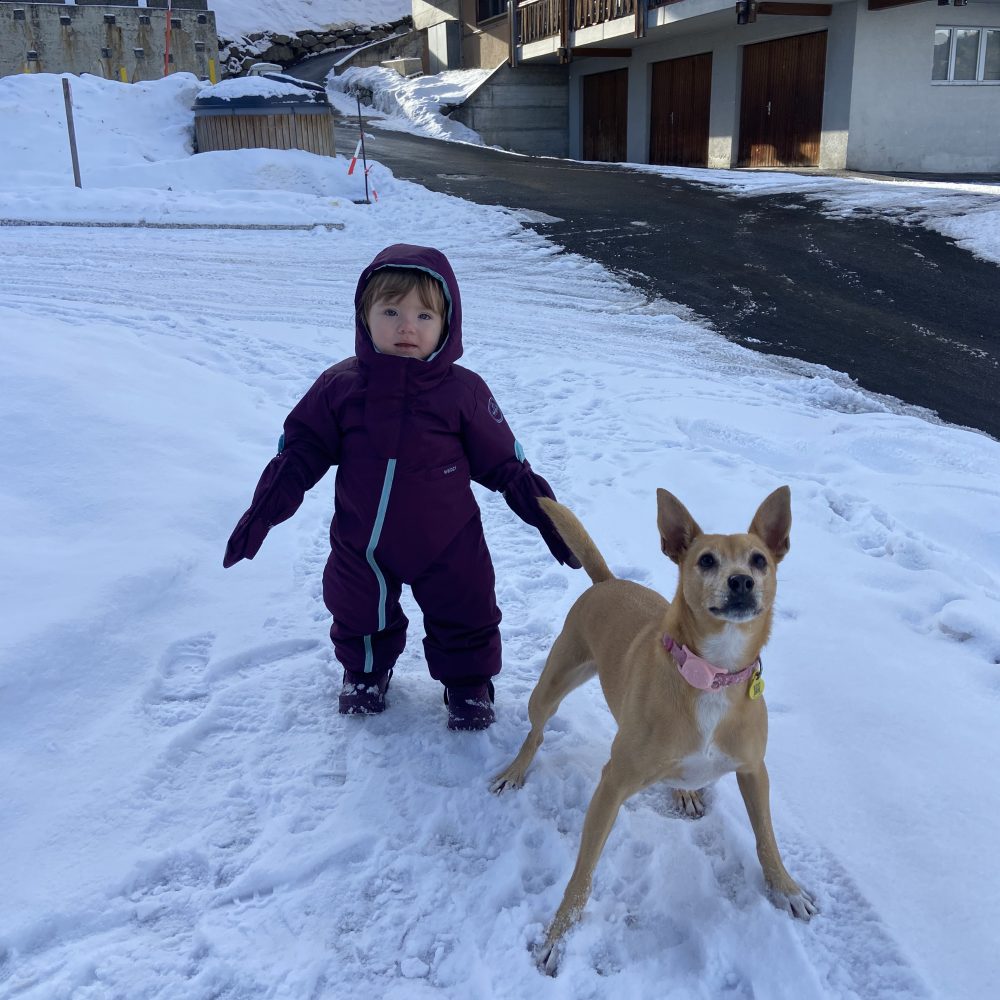 Perro en la nieve observando a su familia con postura atenta