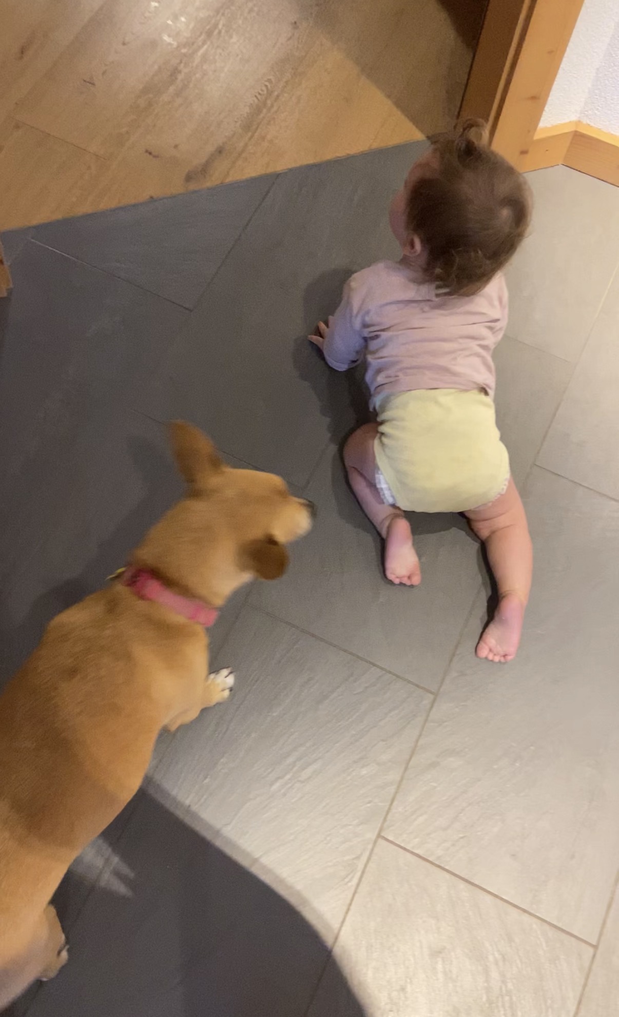 Familia compartiendo tiempo con su perro