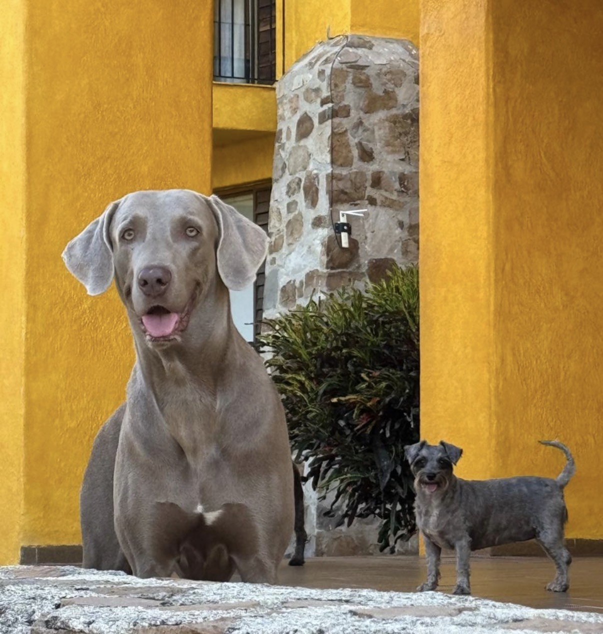 Familia y perro en un entorno cotidiano