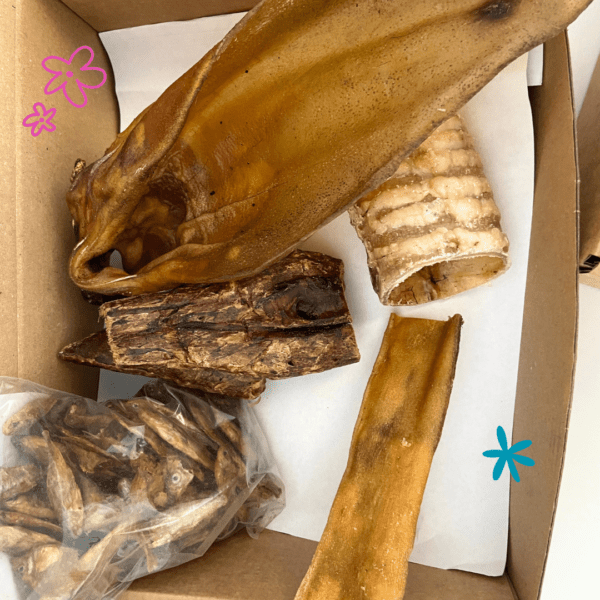Box de masticación para razas medianas